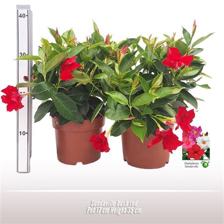 Mandevilla White Bush