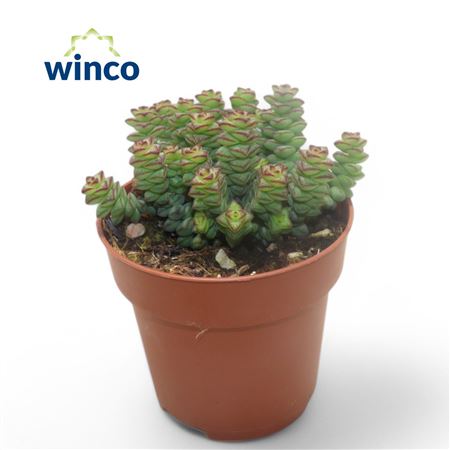 Crassula Marneriana