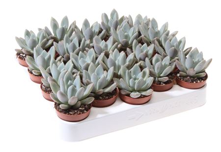 Echeveria Yvonii