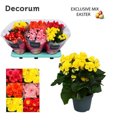Begonia Exclusive Mix (decorum)
