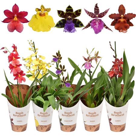 Orchid 1st Mix