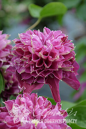 Клематис гибридный Хот Лав