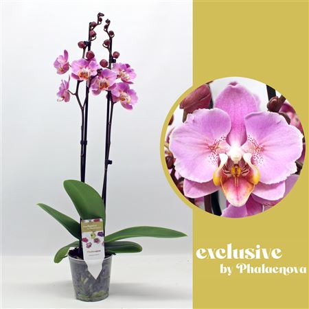 Phal 2st Each Blossom (phalaenova)