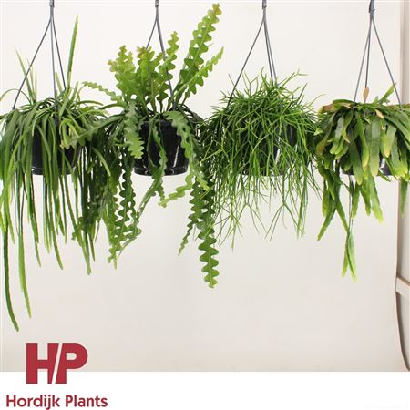 Rhipsalis Mix Hanging Pot