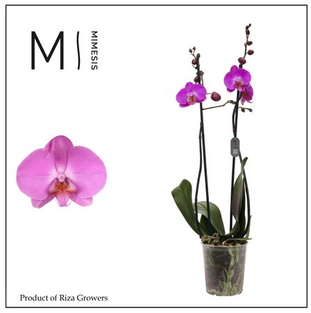 Phal 2st Las Palmas 16+ Mimesis (orchid Growers)