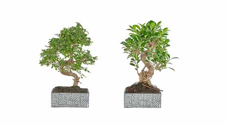 Bonsai Carmona S-shape Pot Ethnic Collection