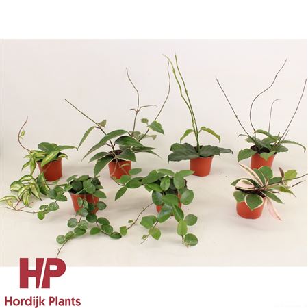 Hoya Mix