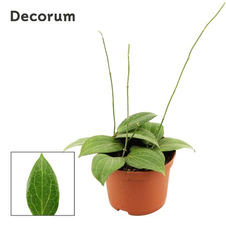 Hoya 9 Fitchii (decorum)