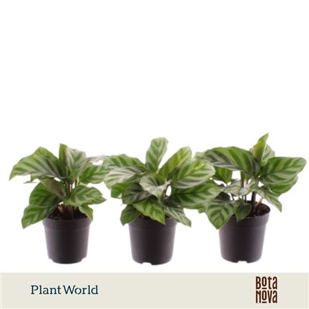 Calathea Freddie (decorum)