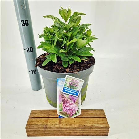 Buddleja Dav Butterfly Candy Little Cerise