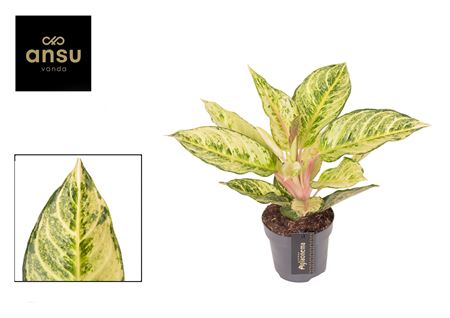 Aglaonema Chartreuse Pretty