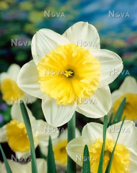 Нарцисс крупнокорончатый Айс Фоллис