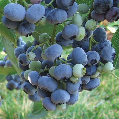 Голубика высокорослая Либерти в тубе