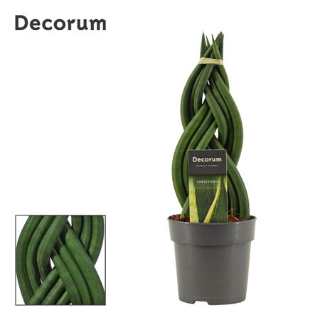 Sansevieria Cylindrica 1braid (decorum)