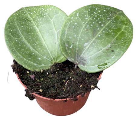 Hoya Latifolia Green