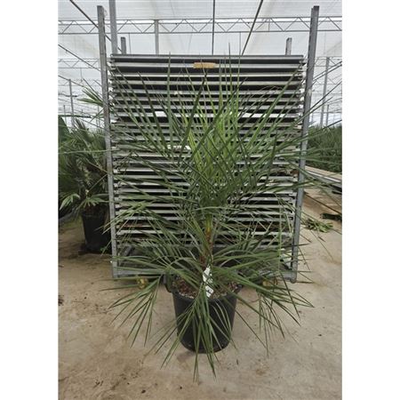Butia Capitata