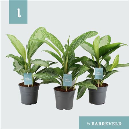 Aglaonema Mix