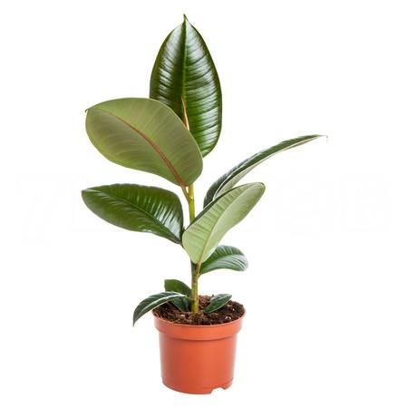 Фикус эластика Робуста