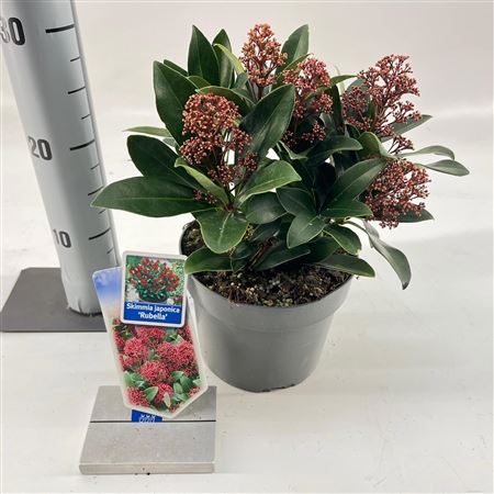 Skimmia Jap Rubella