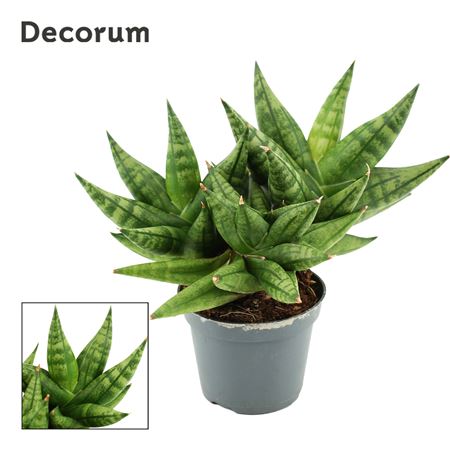 Sansevieria Rocky Crown Multi (decorum)