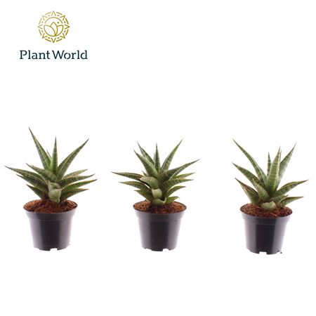 Sansevieria Boogie Woogie