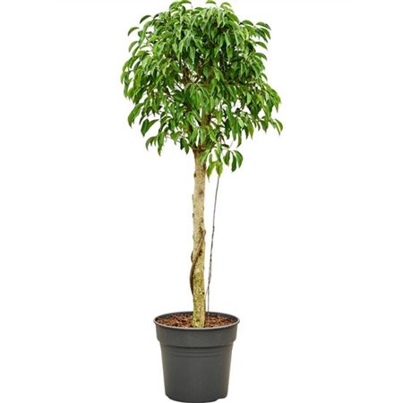 Ficus Be Columnar On Stem