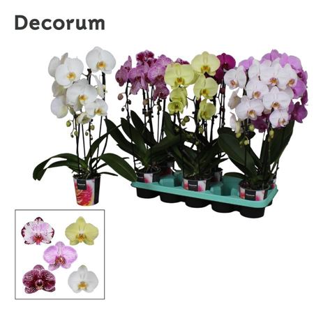 Phal Cascade 2st Mix 16+ Decorum (bernhard)