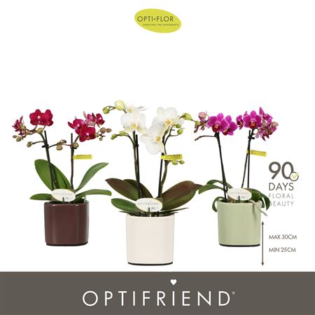 Phal 3st Mix In Piemonte Mix (opti)