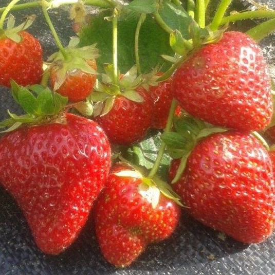 Земляника Монтерей