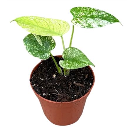 Monstera Mint