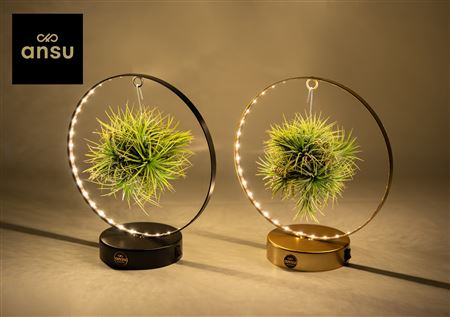 Tillandsia Led Edition