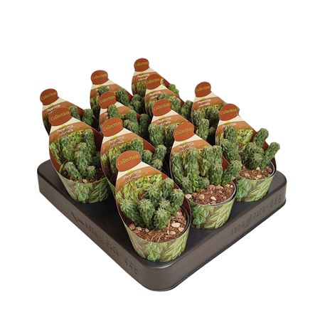 Peperomia Columella Potcover
