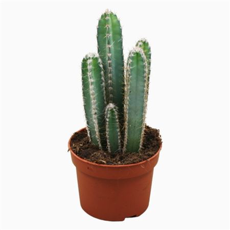 Цереус Форбесии