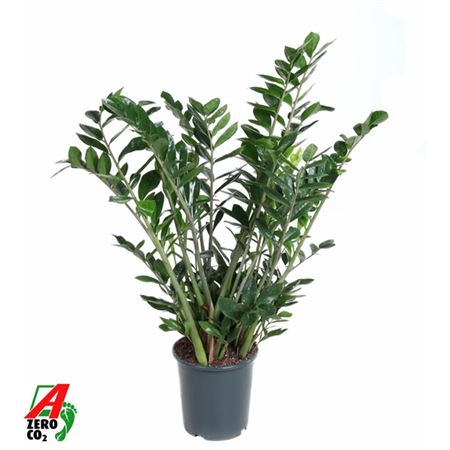 Замиокулькас 15+