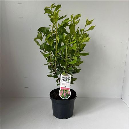 Clethra Alnifolia Ruby Spice