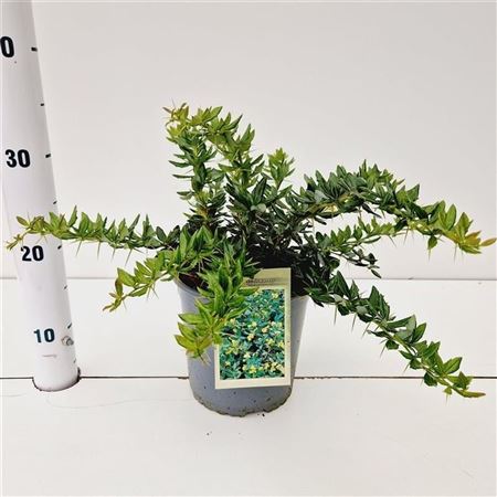Berberis Frikartii Telstar