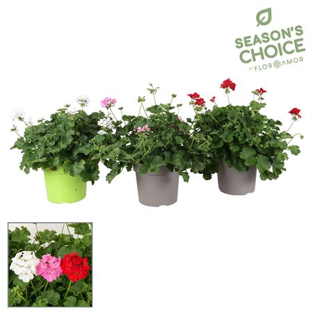Pelargonium Marcade Mix