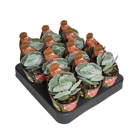 Cotyledon Undulatum Potcover