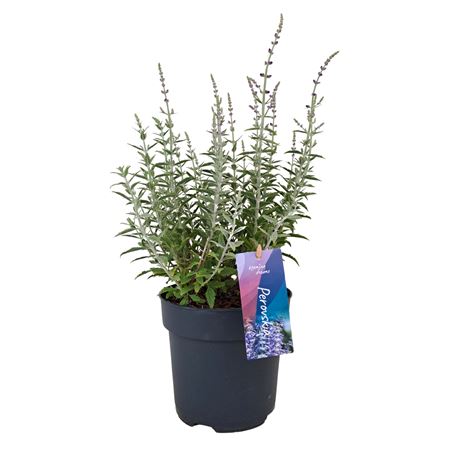 Perovskia Atriplicifolia 'prime Time