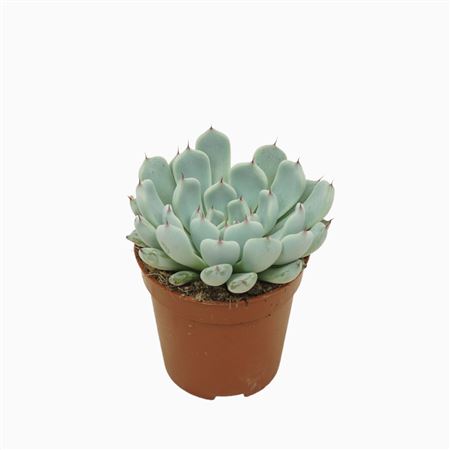 Echeveria Texensis