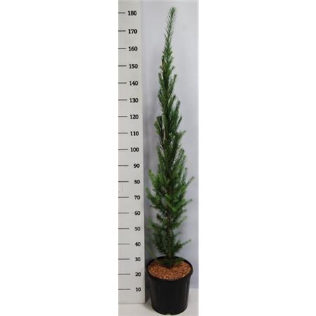 Larix Kaempf Jakobsen's Pyramid