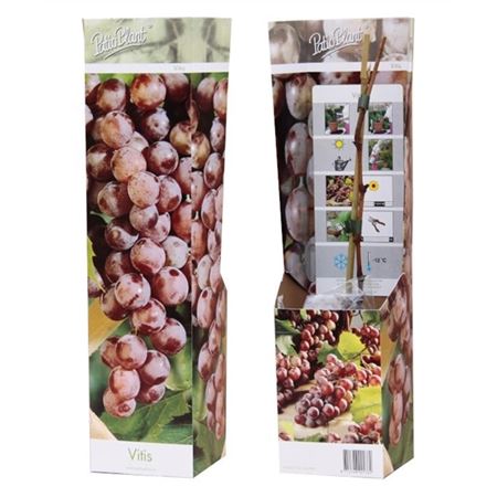 Vitis Vinifera Red