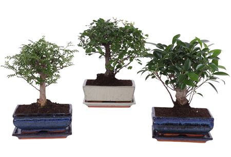 Bonsai Mix In Ceramic Ball With Saucer