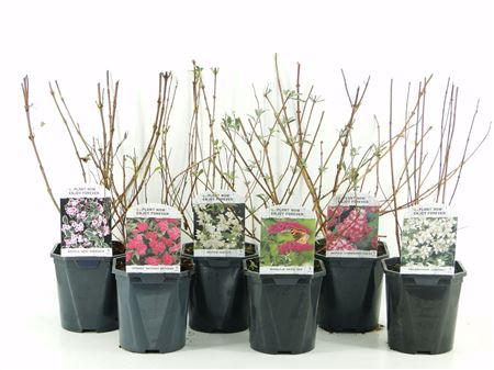 Plant Mix Outdoor