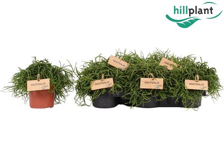 Rhipsalis Baccifera Cassutha Oasis