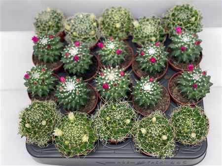 Flowering Cactus