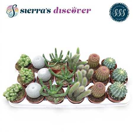 Cactus Mix Bilbao (sierras)