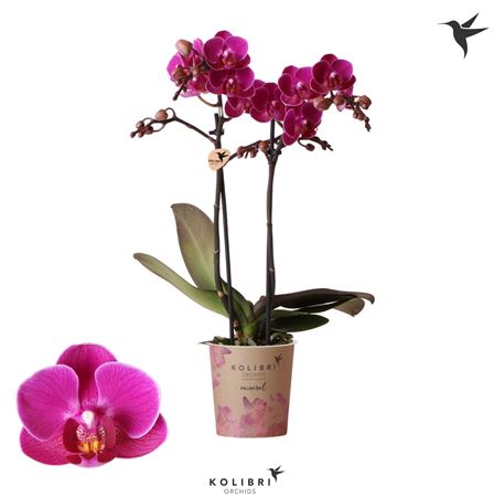Phal 2st Merida 22+ (ok)