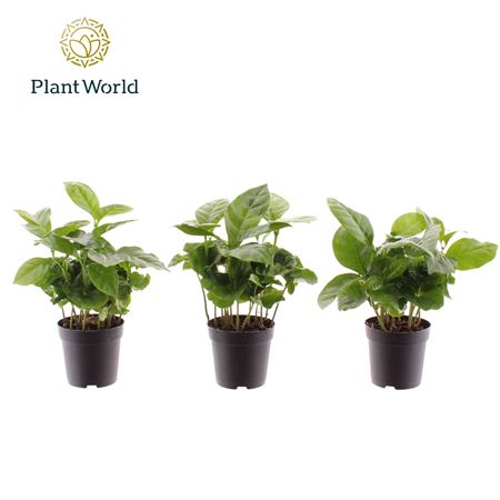 Coffea Arabica (decorum)