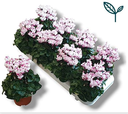 Cyclamen Premium Victoria White-pink